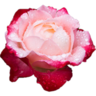 Schlenet.Joomla4