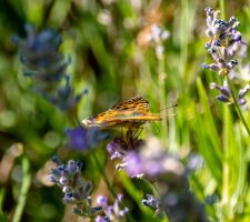 Juli - Sommerzeit im Garten