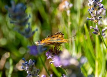 Juli - Sommerzeit im Garten